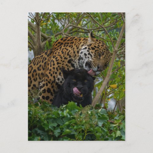 Jaguars In Love Postcard