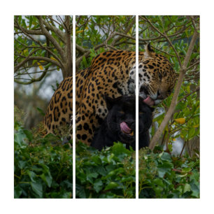 Jaguars In Love Triptych
