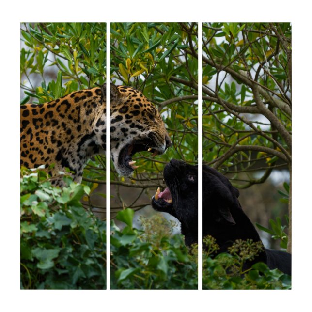 Jaguars In Love Triptych (Front)