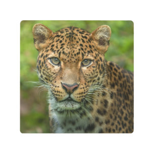 Jaguar's Intensity Metal Print