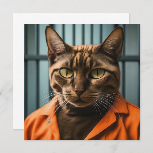Jailhouse Meow