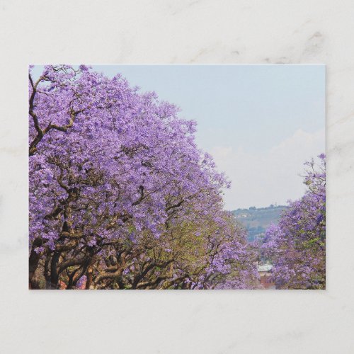 Jakaranda Purple Flower Trees South Africa Postcard