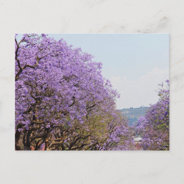 Jakaranda Purple Flower Trees, South Africa Postcard (Front)