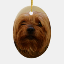 Jake The Yorkie Terrier