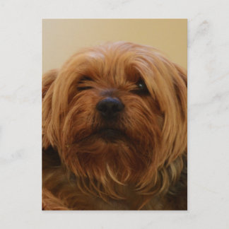 Jake The Yorkie Terrier Postcard