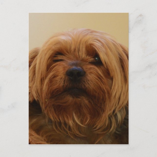Jake The Yorkie Terrier Postcard (Front)