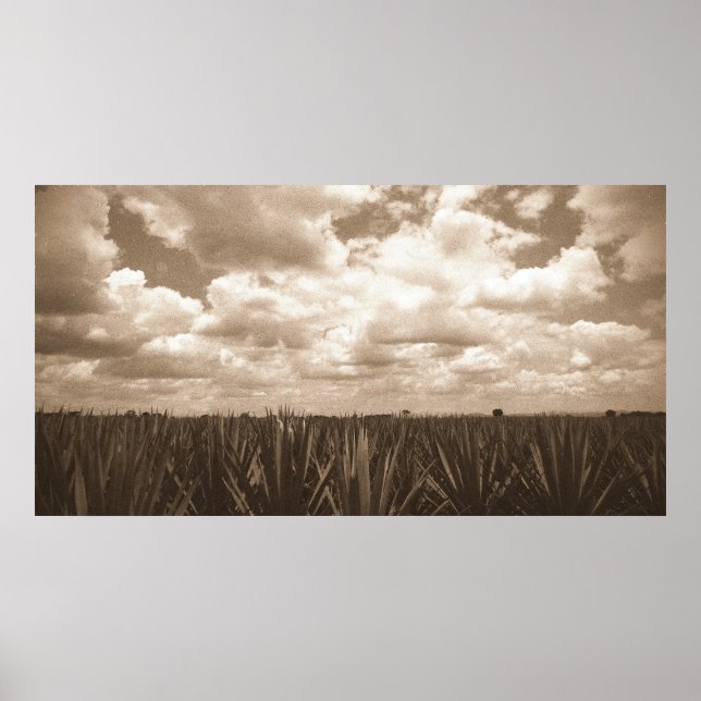 Jalisco Mexico Agave Paradise Poster (Front)