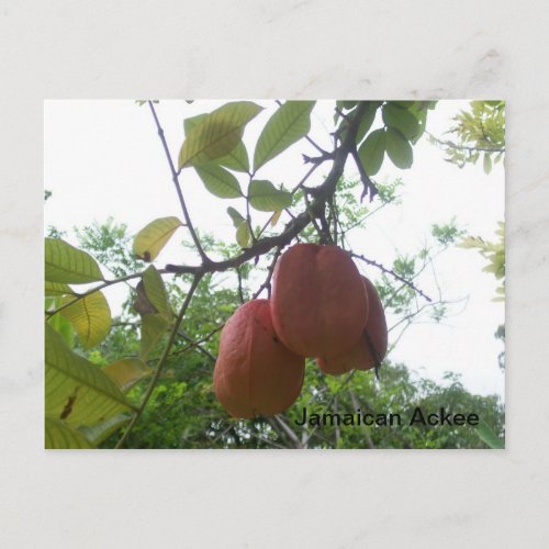 Jamaican Ackee Picture Postcard