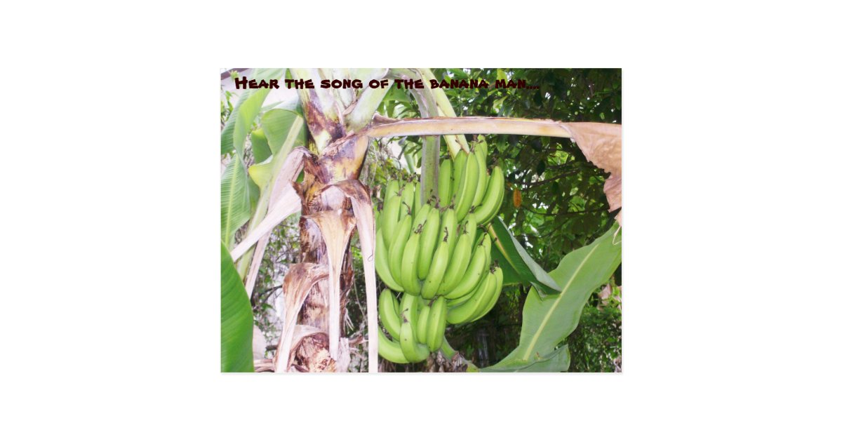 Jamaican Banana Man Postcard