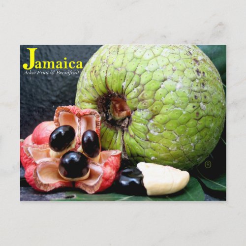 Jamaican Breadfruit and Ackee Fruit 2k17 Postcard