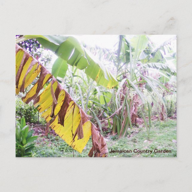 Jamaican Country Garden Postcard (Front)