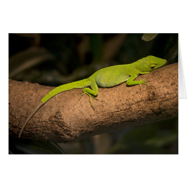 Jamaican giant anole (Front Horizontal)