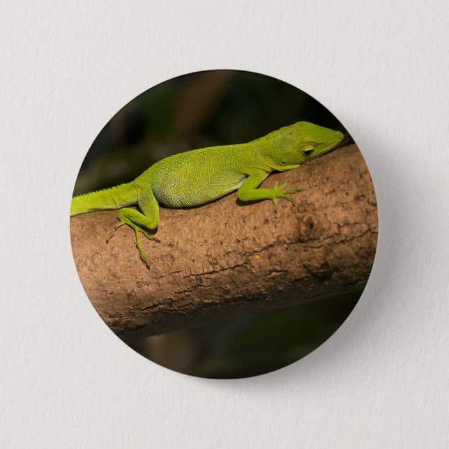 Jamaican giant anole button (Front)