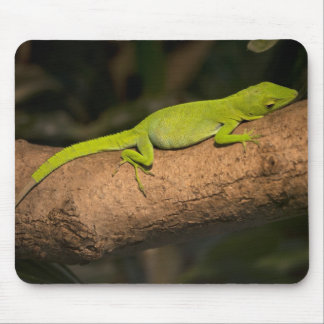 Jamaican giant anole mouse pad