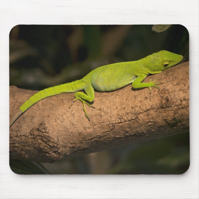 Jamaican giant anole mouse pad (Front)