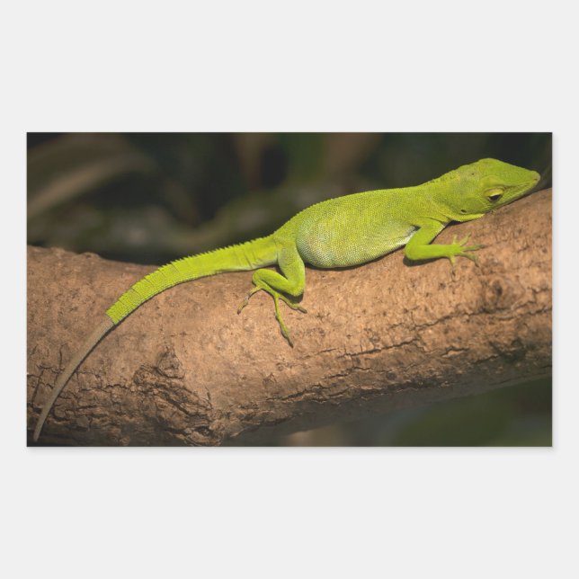 Jamaican giant anole rectangular sticker (Front)