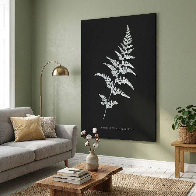 Jamaican Goldback Fern, Gymnogramma Sulphurea Canvas Print (Jamaican Goldback Fern, Gymnogramma Sulphurea. Canvas Print )