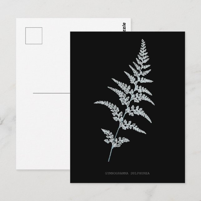 Jamaican Goldback Fern, Gymnogramma Sulphurea Postcard (Front/Back)