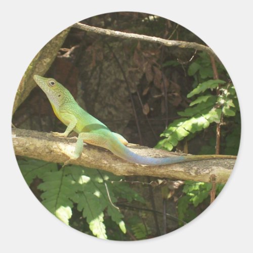 Jamaican Green Lizard Classic Round Sticker