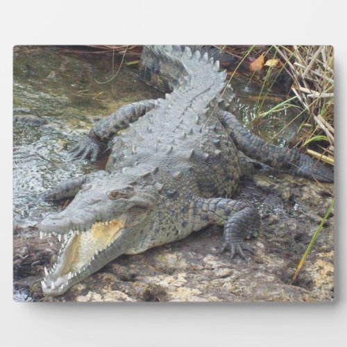 Jamaican Salt Water Crocodile Plaque