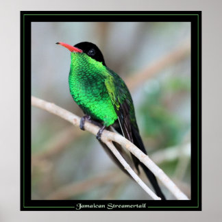 Jamaican Streamertail Poster