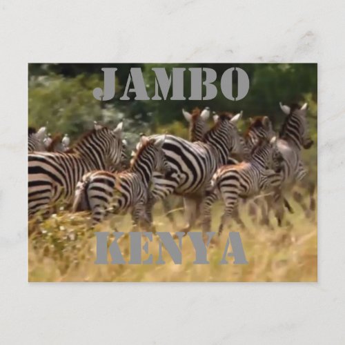 Jambo Kenya Zebra Migration Safari Postcards