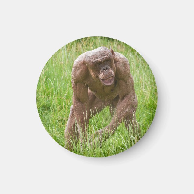 Jambo The Unique Hairless Chimp Magnet (Front)