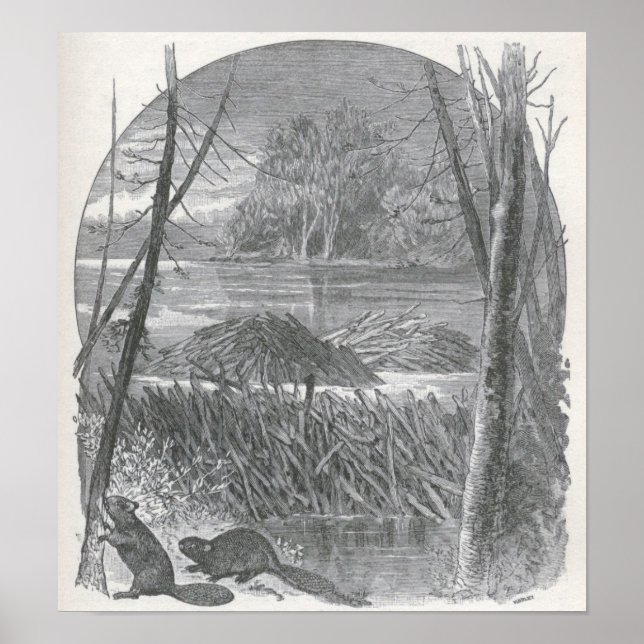 James Johonnot - Beavers and Dam Poster (Front)