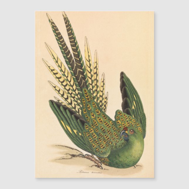 James Sowerby Ground Parrot, Psittacus terrestris  (Front)