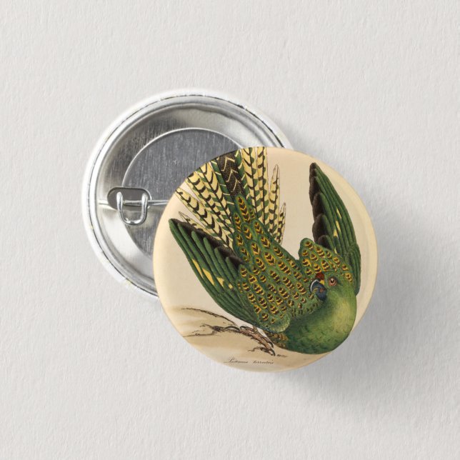 James Sowerby Ground Parrot, Psittacus terrestris  Button (Front & Back)
