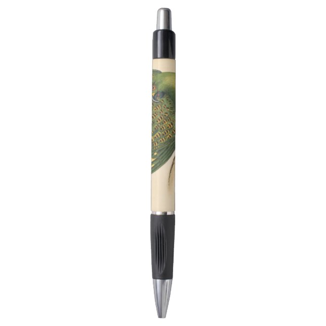 James Sowerby Ground Parrot, Psittacus terrestris  Pen (Front Vertical)