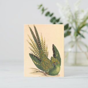 James Sowerby Ground Parrot, Psittacus terrestris  Postcard