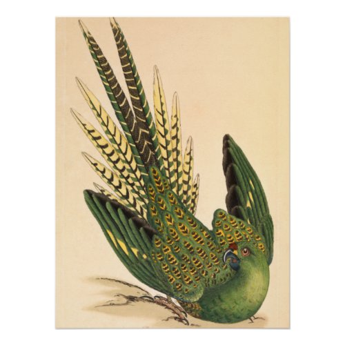 James Sowerby Ground Parrot Psittacus terrestris  Poster