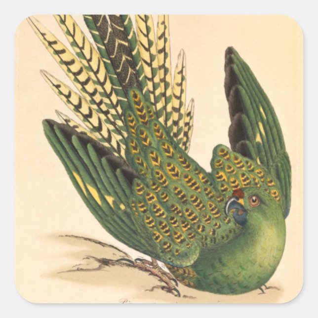 James Sowerby Ground Parrot, Psittacus terrestris  Square Sticker (Front)