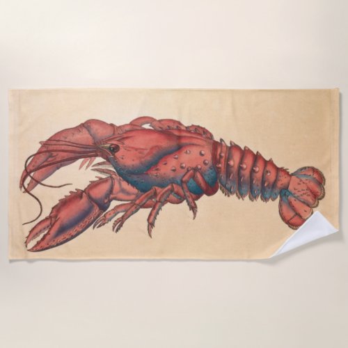 James Sowerby  Serrated Lobster   Beach Towel