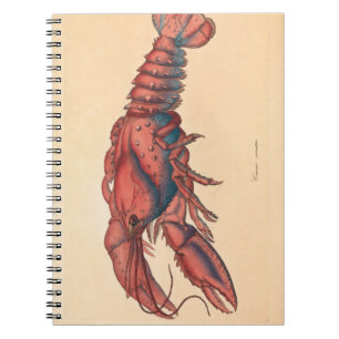 James Sowerby  Serrated Lobster   Notebook