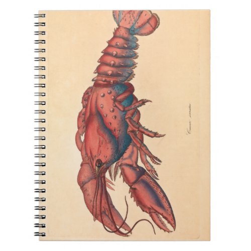 James Sowerby  Serrated Lobster   Notebook
