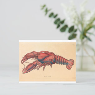 James Sowerby Serrated Lobster Postcard