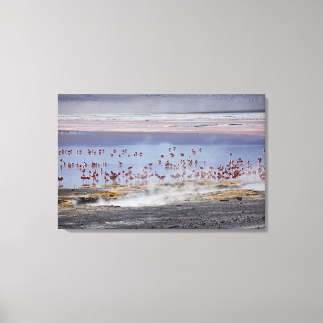 James's Flamingo, Phoenicoparrus jamesi Canvas Print (Front)