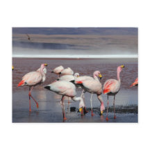 James's Flamingos