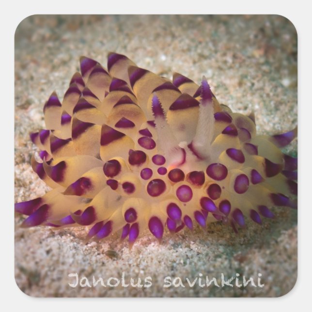 Janolus savinkini Stickers (Front)