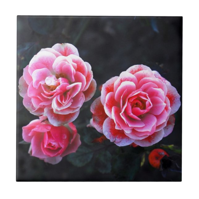 Januar Rosen Ceramic Tile (Front)