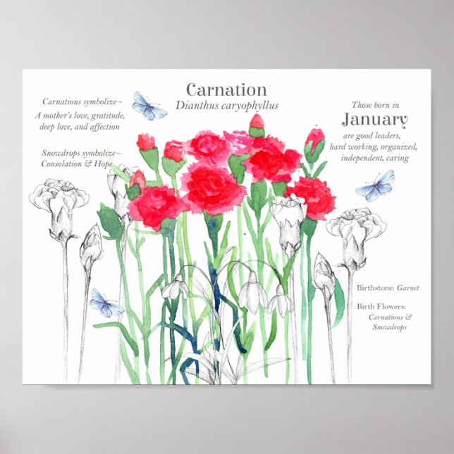 January Birthday Carnations Birth Month Flower  Poster (Front)