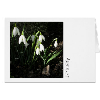 January Cards