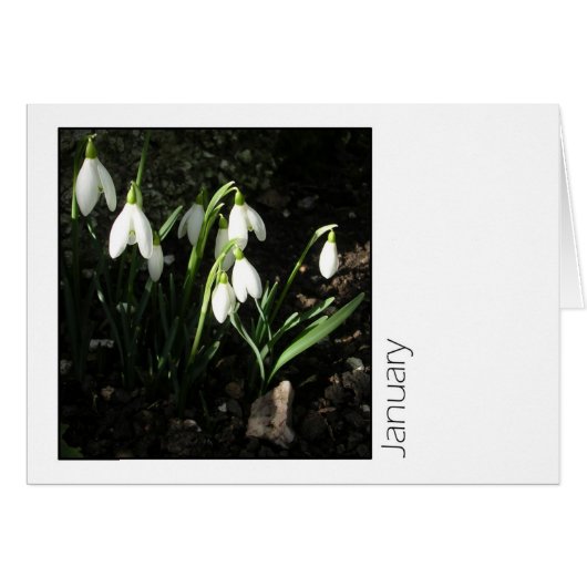 January Cards (Front Horizontal)
