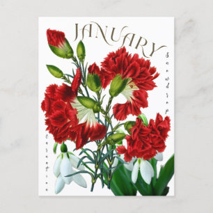January Month Snowdrop Carnation Fancy Postcard