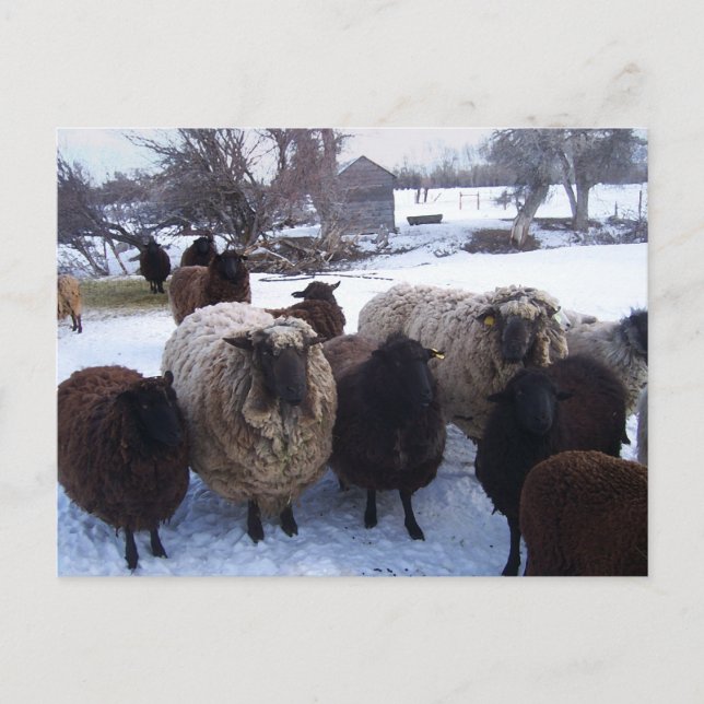 January Sheep in Snow Postcard (Front)