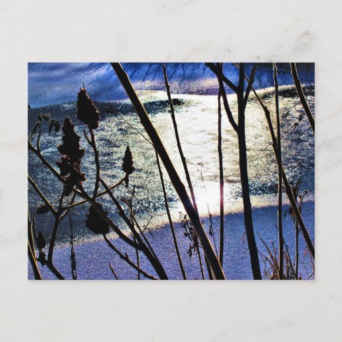 January Sunshine on Ice Snow Sumac Nature Patterns Postcard