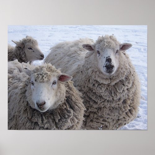 January Two Sheep Faces Poster