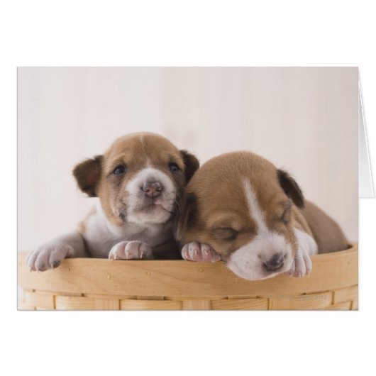 Japan (Front Horizontal)